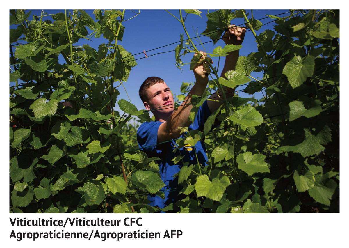 Vi­ti­cul­tri­ce/vi­ti­cul­teur CFC, agro­pra­ti­cienne/agro­pra­ti­cien AFP