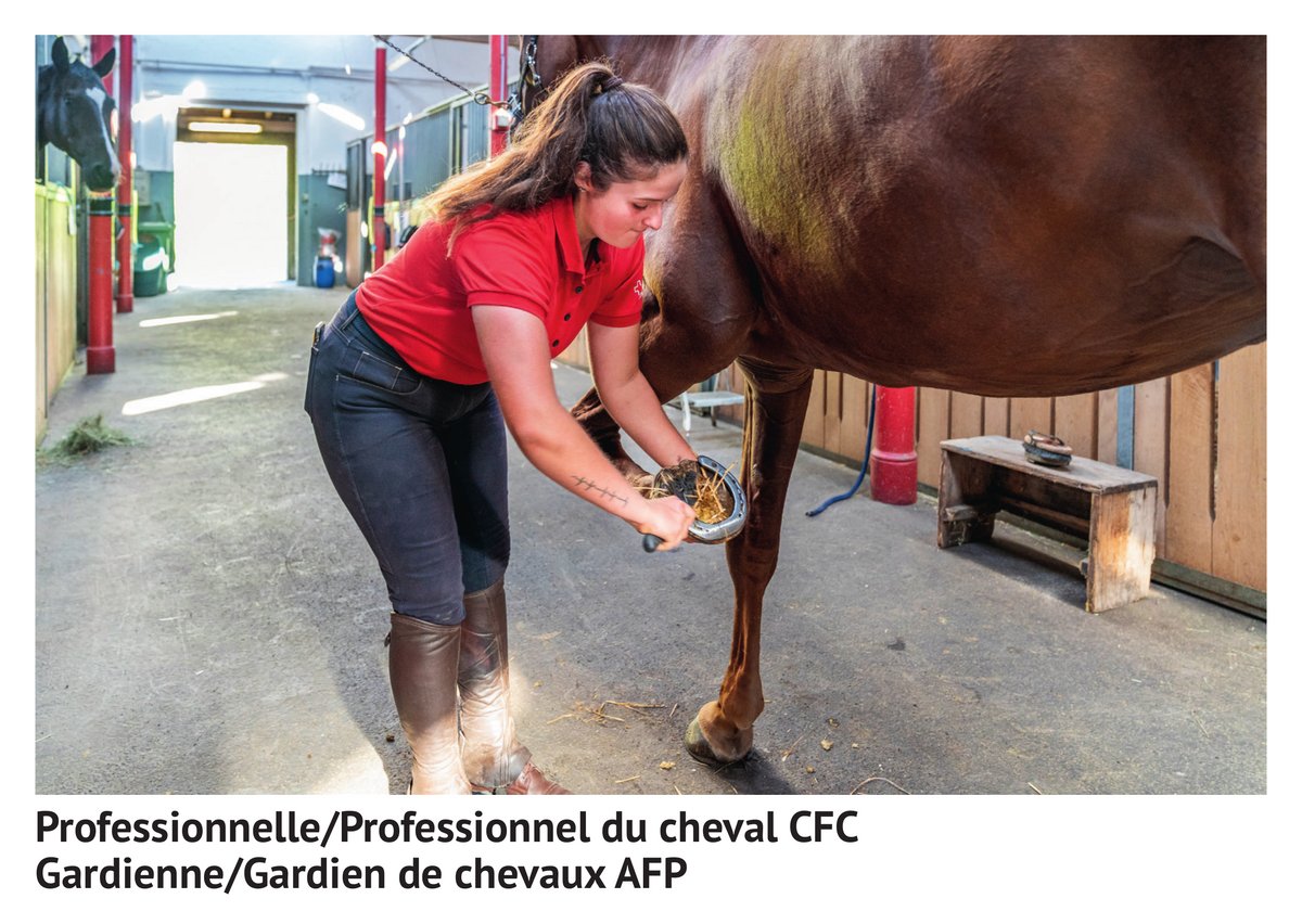 Pro­fes­sion­nelle/pro­fes­sion­nel du che­val CFC, gar­dien­ne/gar­dien de che­vaux AFP